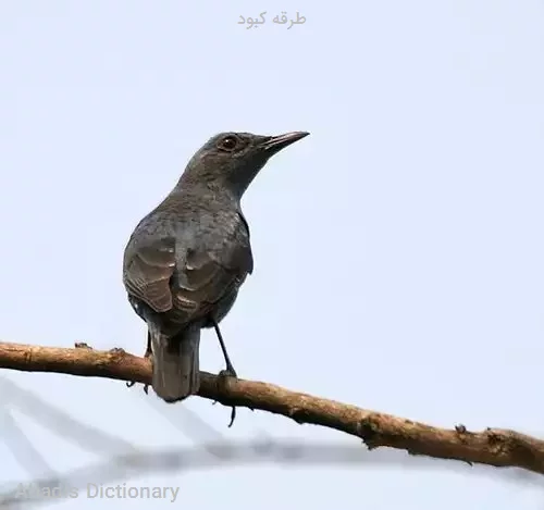 طرقه کبود